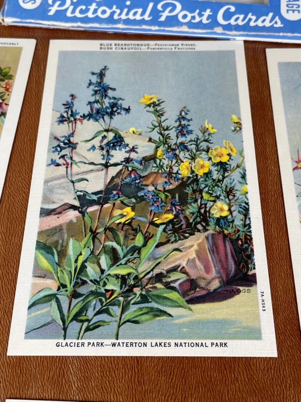 Vintage Pack of Postcards Glacier-Waterton National Parks Floral Set of 12